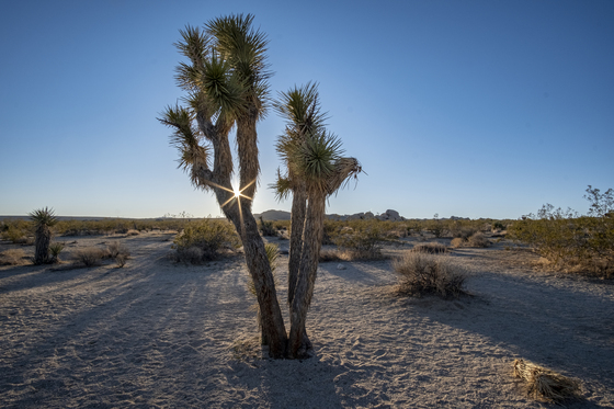 Joshua Tree National Park
