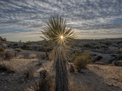 Joshua Tree National Park