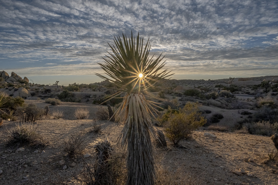 Joshua Tree National Park