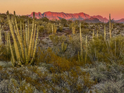 Organ Pipe Cactus National Monument