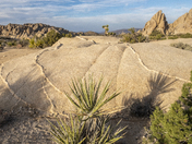 Joshua Tree National Park