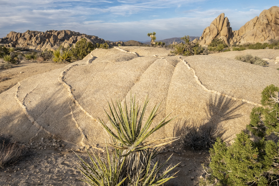 Joshua Tree National Park