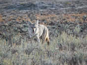 Coyote