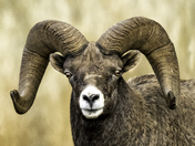 Bighorn Ram Profile