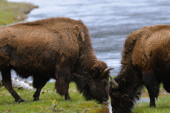 Yellowstone National Park