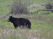Yellowstone National Park