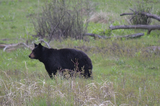Yellowstone National Park