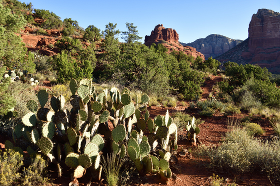 Coconino National Forest