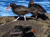 Oystercatchers