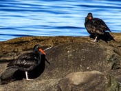 Oystercatchers