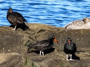 Oystercatchers