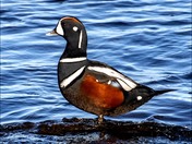Harlequin Ducks