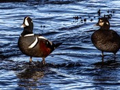 Harlequin Ducks