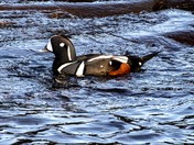 Harlequin Ducks