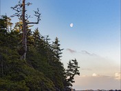 Middle Beach, Tofino, BC