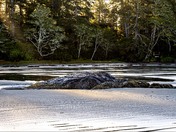 Middle Beach, Tofino, BC