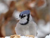 Blue Jay