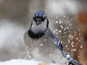 Blue Jay