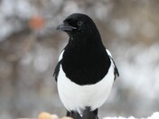 Magpie