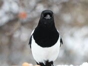 Magpie