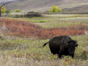 Theodore Roosevelt National Park