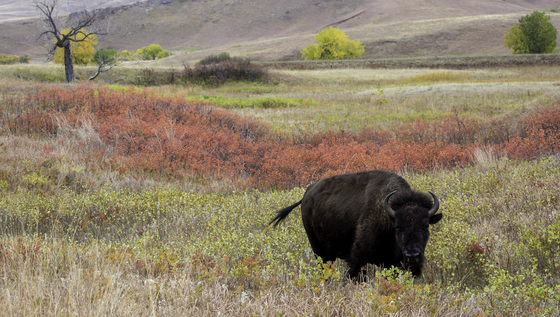 Theodore Roosevelt National Park