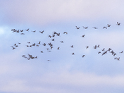 Crane Galore