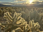 Joshua Tree National Park