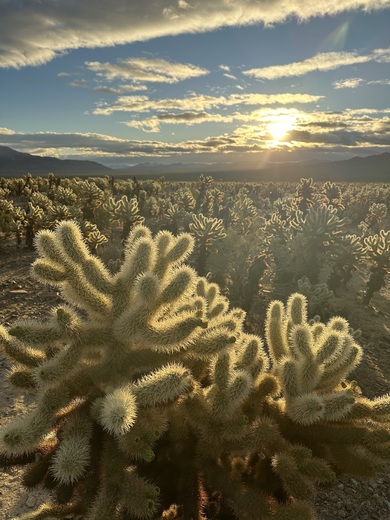 Joshua Tree National Park