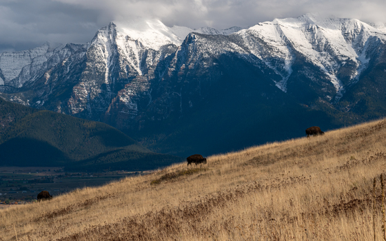 National Bison Range 