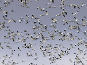Snow Goose Migration