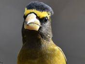 Evening Grosbeak