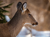 Sharing a quiet winter morning