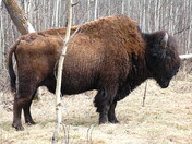 Bison