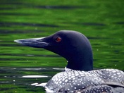 common loon