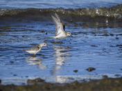 Sanderling feeding in the water