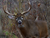 Nice 8 point Buck