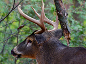Nice 8 point Buck