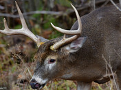 Nice 8 point Buck