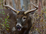 Nice 8 point Buck