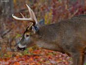 Nice 8 point Buck