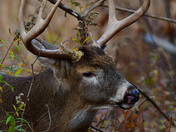 Nice 8 point Buck
