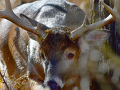Nice 8 point Buck