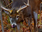 Nice 8 point Buck