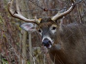 Nice 8 point Buck