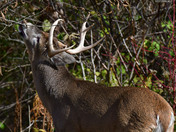 Nice 8 point Buck