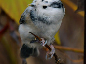 leucistic Black Capped Chickadee