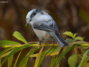 leucistic Black Capped Chickadee