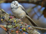 leucistic Black Capped Chickadee
