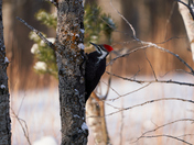 Pileated Woodpecker
